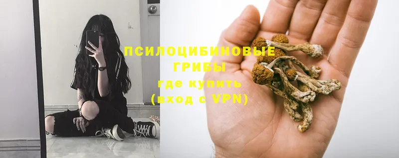 как найти   Каргат  Псилоцибиновые грибы Psilocybine cubensis 